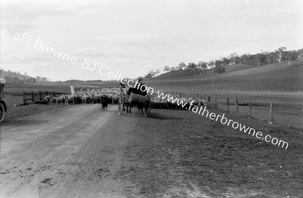 MOB OF SHEEP ON ROAD